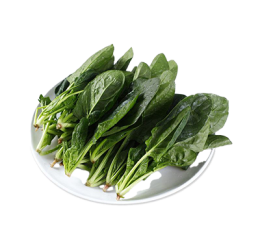 有機菠菜苗