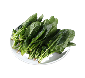 有機菠菜苗