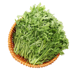 有機茼萵(春菊)