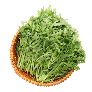 有機茼萵(春菊)